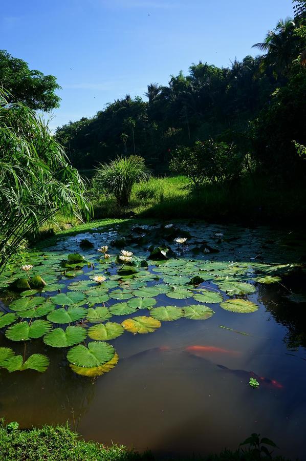 Rinjani Mountain Garden Bayan Exterior foto