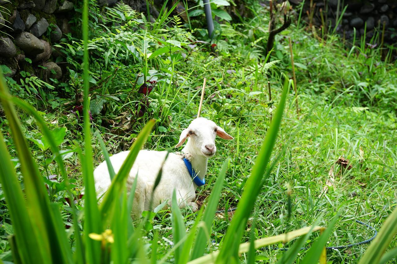 Rinjani Mountain Garden Bayan Exterior foto